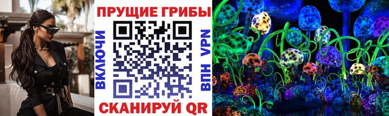 где купить наркоту  Бузулук  Галлюциногенные грибы Psilocybine cubensis 